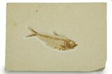 Detailed Fossil Fish (Diplomystus) - Wyoming #373802-1